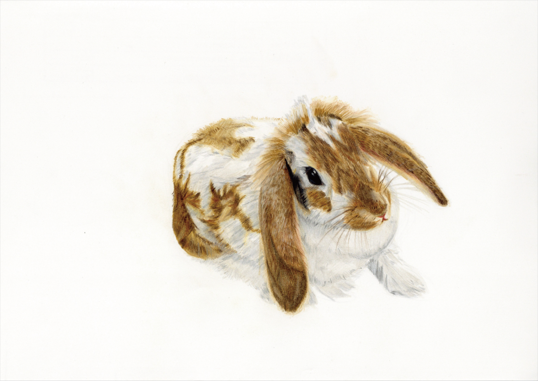 イラスト部門